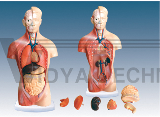 The model of human torso